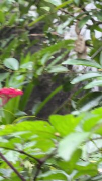 Vertical 4K video showing yellow butterfly flying from flowers to land on red leea cluster where a bee is also visiting.