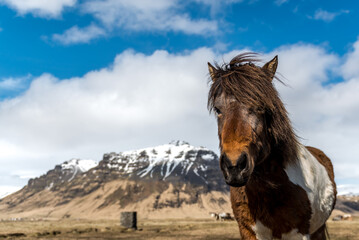 Icelandic horse with windswept mane in front of snowy mountain © meletispix
