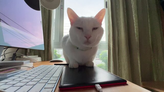 Horizontal 4K wide video showing white Khao Manee cat resting on desk with computer and mouse near window with curtains.