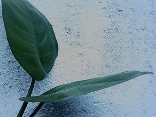 Fresh green foliage leaf of home plant against concrete texture © Hendri