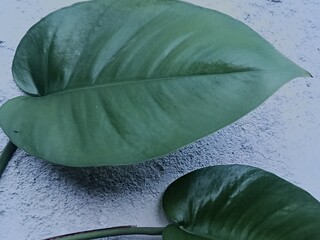 Close-up of a single green tropical plant leaf against a textured wall © Hendri