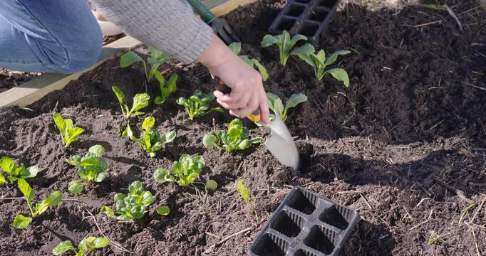 Placing seed tray and taking trowel, kneeling gardener is planting plants in raised bed for growth