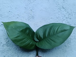 green leaf on blue background, Green Philodendron leaf.  © Hendri