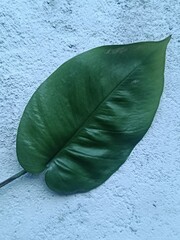 Green Philodendron leaf on a white concrete wall background © Hendri