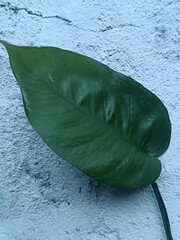 Green Philodendron leaf on a white concrete wall background © Hendri