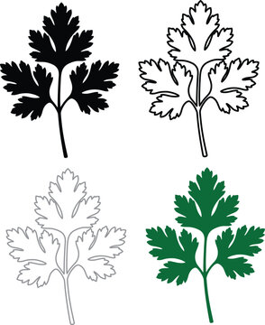 Fresh parsley cilantro herb sprig vector icon set featuring solid silhouette and outline designs for culinary seasoning.
