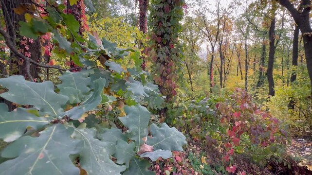autumn leaves in the forest