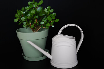 watering can with a flowerpot © Nastya