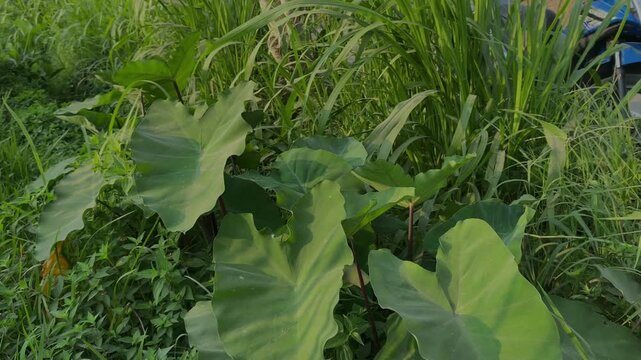 Large green taro leaves growing in a tropical garden setting with