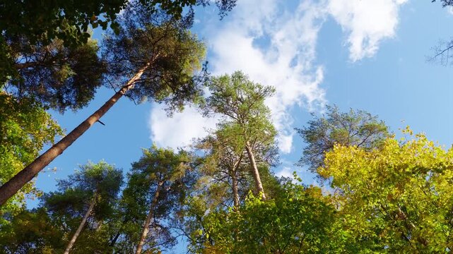 Low angle view of pine and yellow maple crowns against blue sky with white clouds.