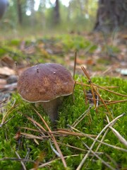 porcini mushroom with a velvety brown cap grows among vibrant green moss and fallen pine needles in a forest © Александр Арендарь