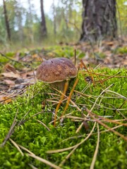porcini mushroom grows amidst vibrant green moss and fallen pine needles in a serene, natural forest setting during daytime. © Александр Арендарь
