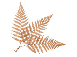 Elegant metallic gold fern leaves isolated on a clean transparent background for seasonal decor design © Gandalf
