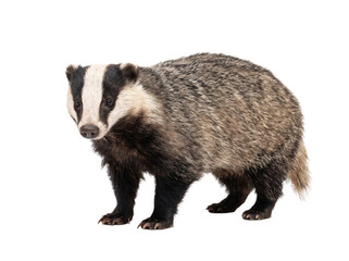 European badger standing isolated on a transparent background with detailed fur and facial markings © Gandalf