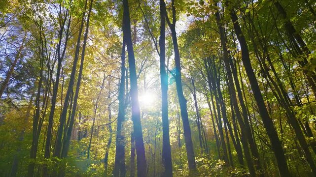 Bright sun rays shine through tall tree trunks and yellow green foliage in a forest.
