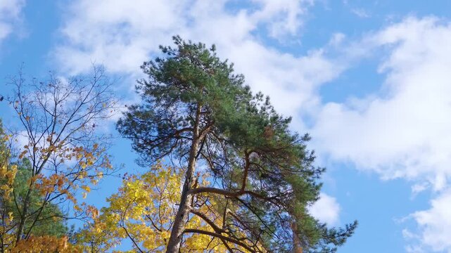 Tall green pine tree beside yellow maple foliage against a blue sky with white clouds.