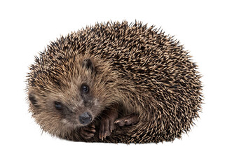 A cute European hedgehog curled into a ball isolated against a clean white studio background © Gandalf