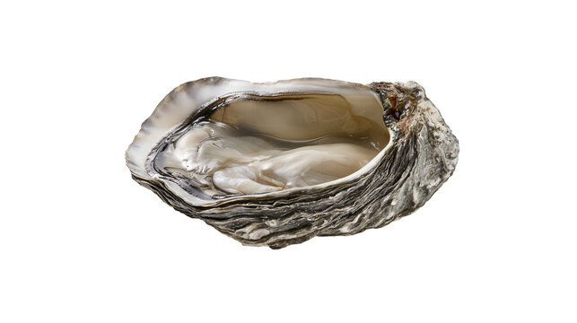 Fresh raw oyster in a rough textured grey shell