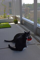 two kittens are eating from the same bowl on the balcony © Kristina