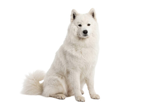 A majestic white Samoyed dog sitting calmly against a clean and transparent background