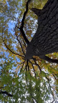 tree and sky