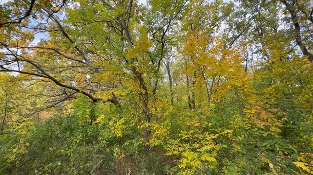 tree in the forest