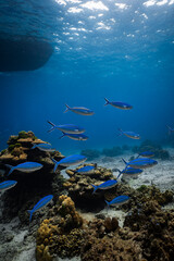 School of blue fusilier fish swimming over coral reef under boat hull silhouette. © PIPE DIVE UNDERWATER
