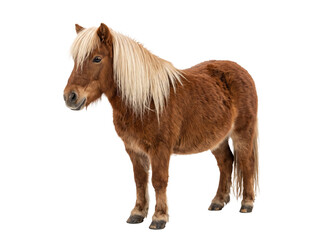 Full body portrait of a chestnut pony with a long blonde mane standing against transparent background © Gandalf