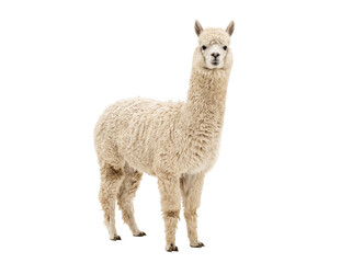 Fototapeta premium Full body portrait of a fluffy white alpaca standing isolated against a transparent background