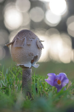 Young Macrolepiota procera parasol mushroom cap in grass with purple flower and bokeh background, wild autumn fungus macro