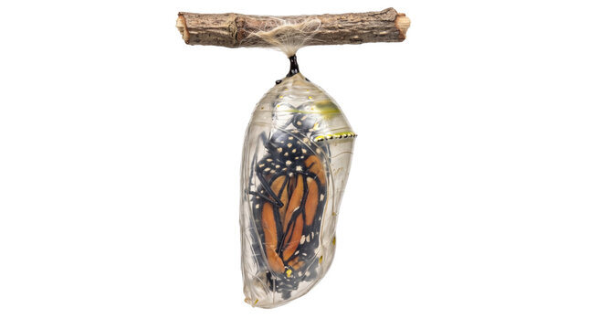 Monarch butterfly chrysalis hanging on small wooden twig, transparent butterfly pupa showing orange wings, natural insect metamorphosis isolated PNG with Transparent Background