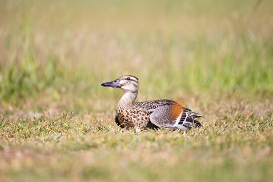 Garganey Duck Resting on the Ground in a Meadow. This migratory dabbling duck is known for its seasonal movements between breeding grounds and wintering habitats.