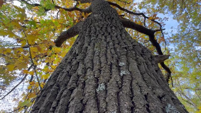 old tree trunk