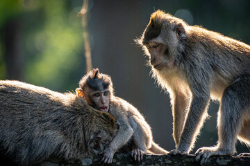 Playful baby macaque monkey interacting with adults in Sacred Monkey Forest Sanctuary in Ubud, Bali © ukasz