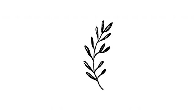 Olive Branch For Botanical Decoration And Nature Branding Hand-Drawn Doodle Animation On Transparent Background. Laurel Sprig And Organic Wedding Motif. Seamless Animated Icon.