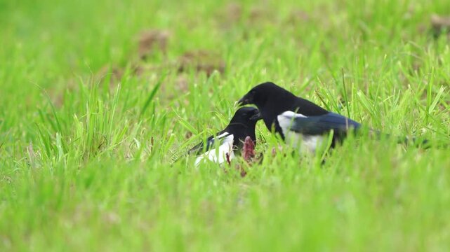 Two Eurasian magpies or common magpies (Pica pica) eating on a dead animal.