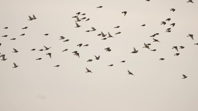 A swarm of twites (Linaria flavirostris) - slow motion