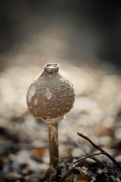 Goldene Eheringe auf einem Pilz in der Natur &ndash; romantisches Hochzeitsdetail