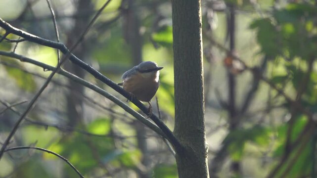 A Eurasian nuthatch, wood nuthatch (Sitta europaea) is perched on a branch, inspects its surroundings and scratches its head