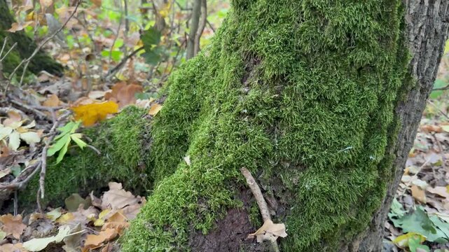 moss on the stump