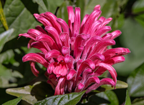 Pink Brazilian Plume or Flamingo plant (Justicia carnea)