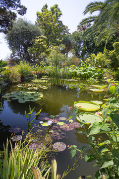 Santa Cruz water lilies in a pond (Victoria cruziana)