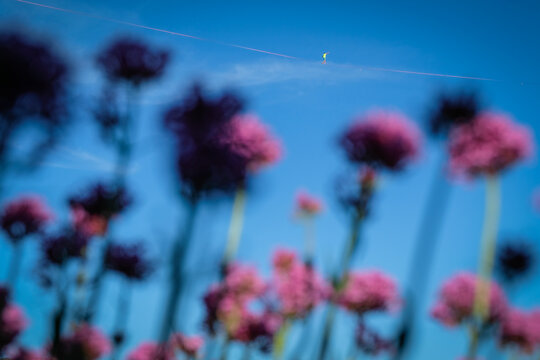 Summer flowers on the rim with the highline barely visible above them, Cirque de Navacelles, France