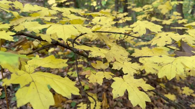 autumn leaves background
