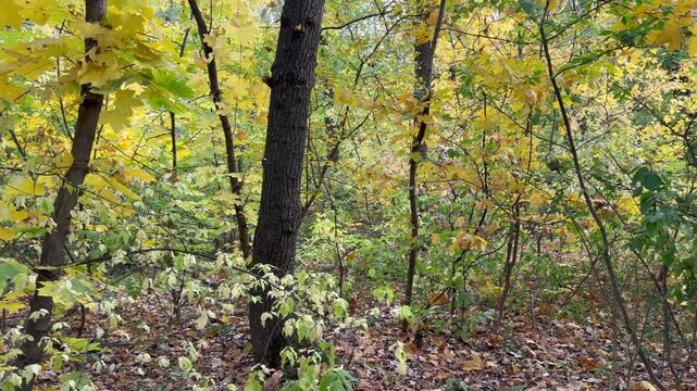 autumn in the forest