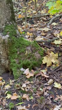 stream in autumn forest