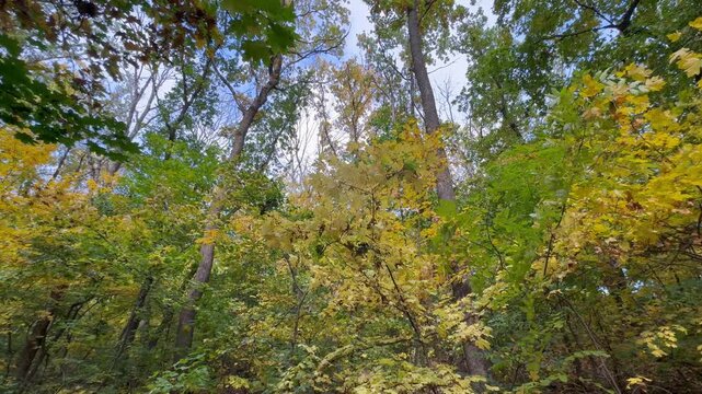 autumn in the forest