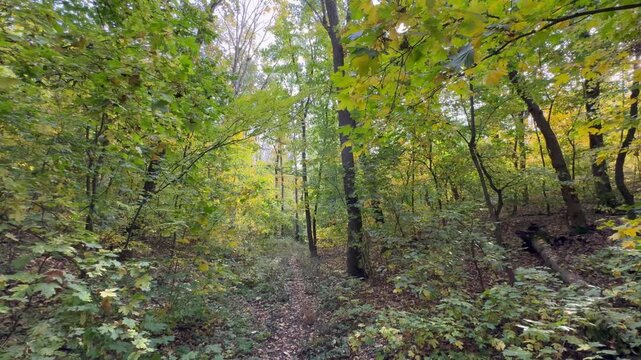 forest in autumn