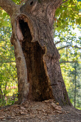 Fototapeta premium Large decayed hollow opening in old tree trunk