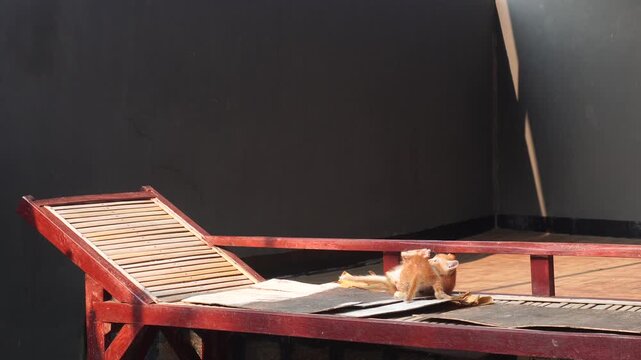 Two kittens playing outdoors on a wooden chair when one jumps high.